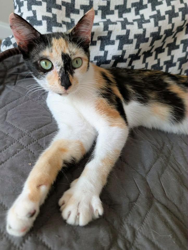 Enlarge IDUNA, a Adopted Calico in Capshaw, AL image 1/3