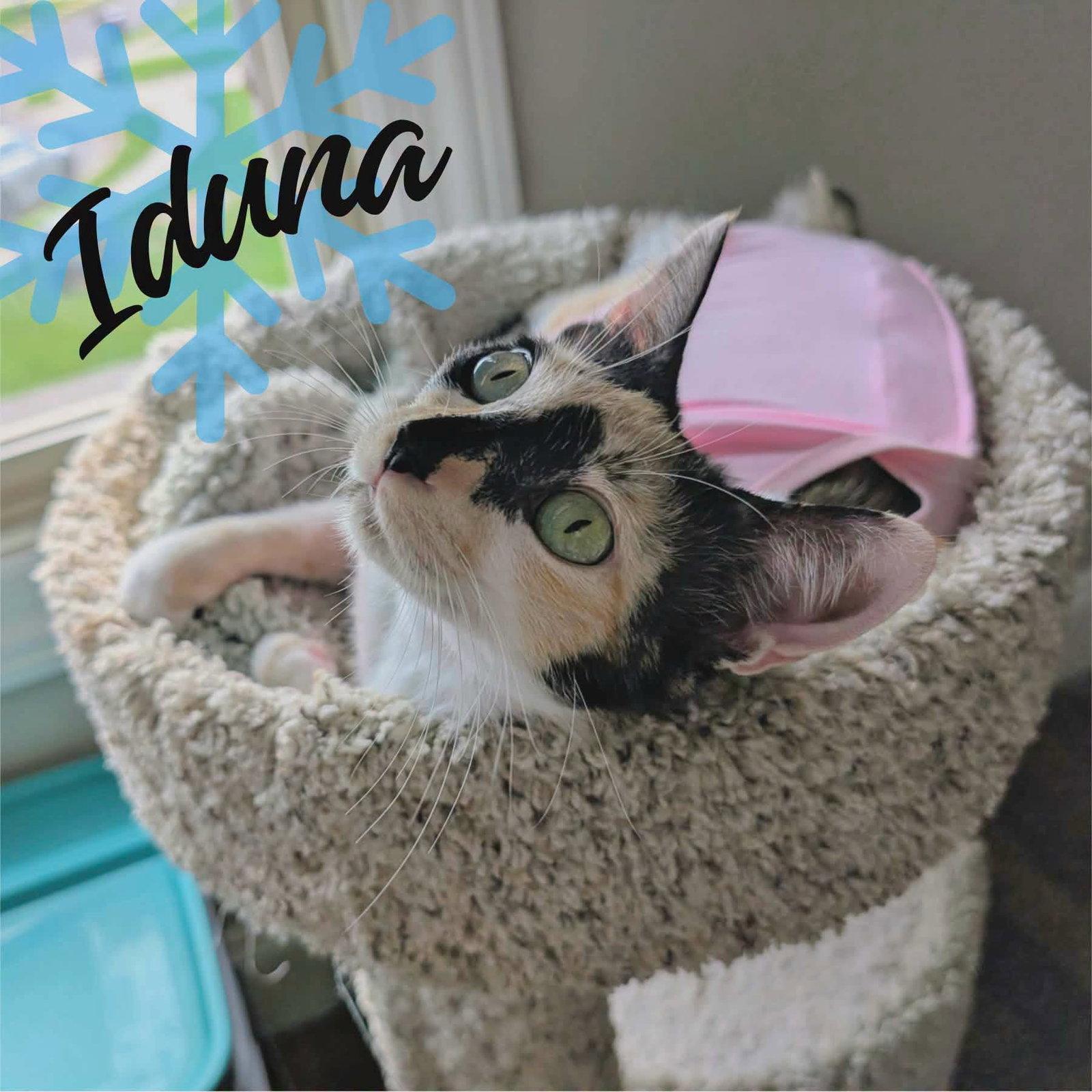 Enlarge IDUNA, a Adopted Calico in Capshaw, AL image 2/3