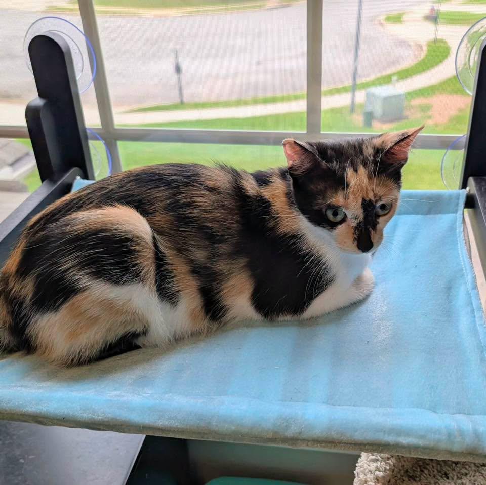 Enlarge IDUNA, a Adopted Calico in Capshaw, AL image 3/3