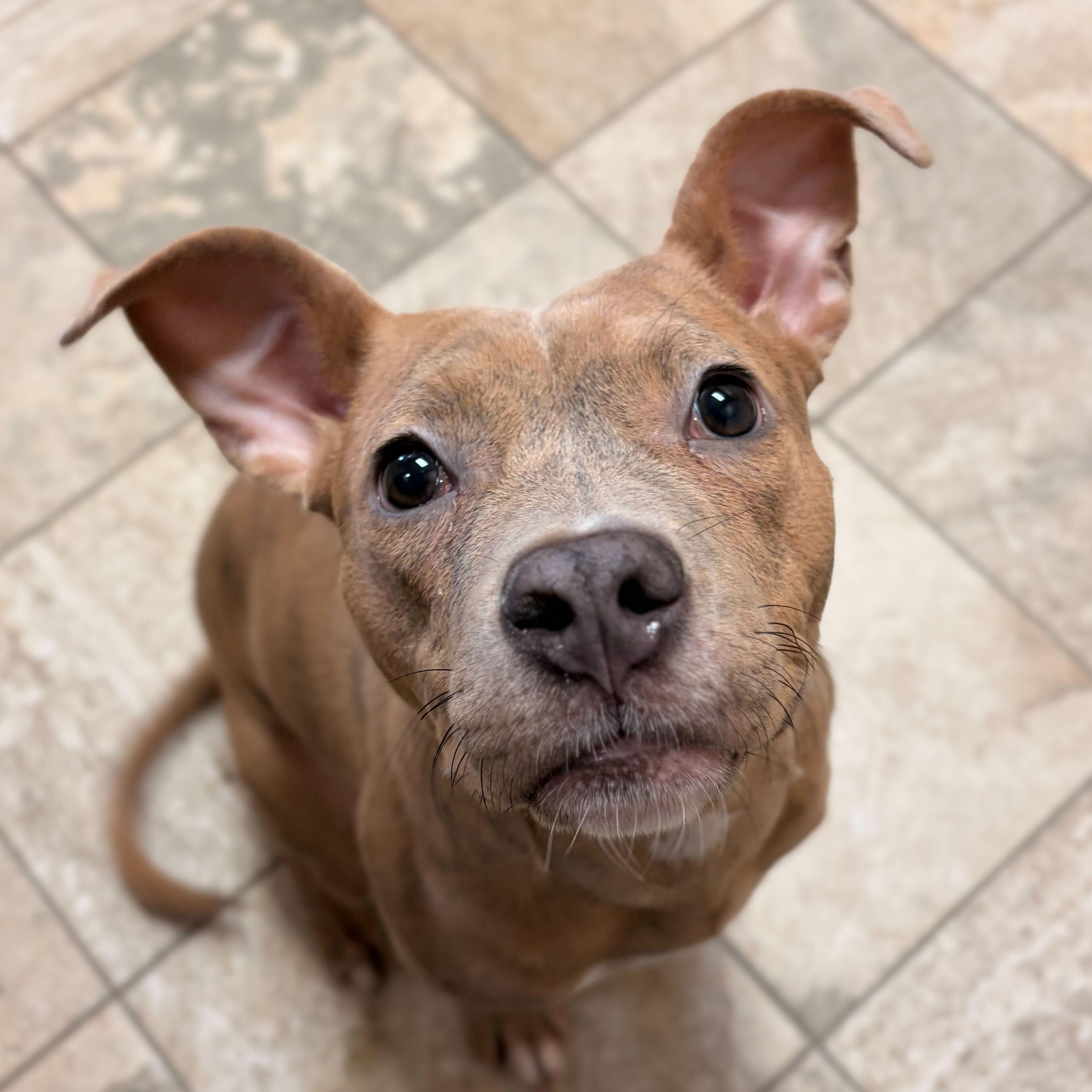 Bridget - Adoption Fee Paid!, Adoptable, Adult Female Terrier.