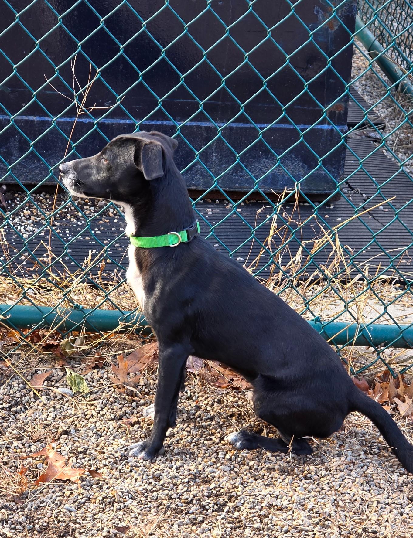 Kyle, a Adoptable mixed breed in Milford, NH image 1/6