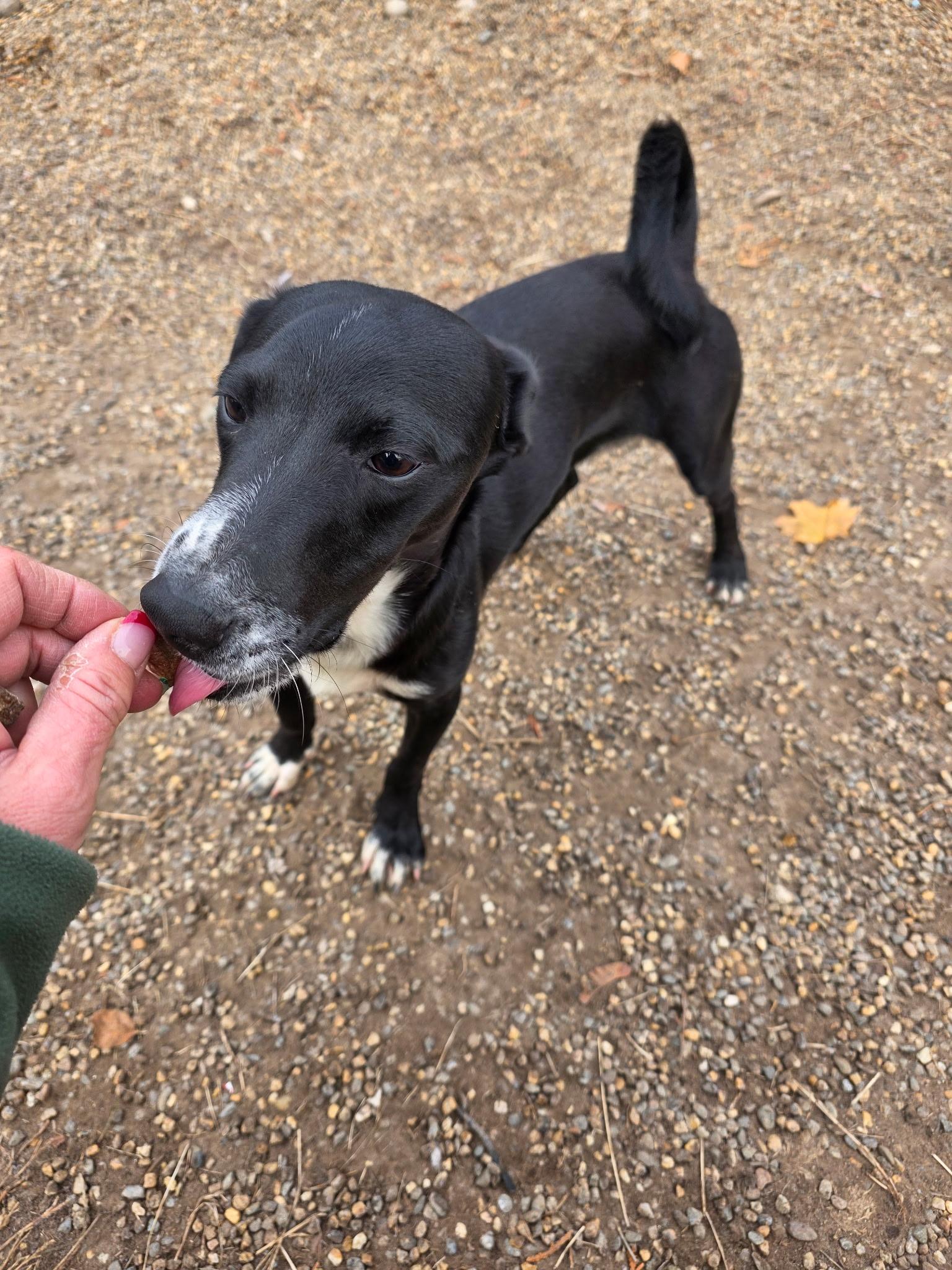 Kyle, a Adoptable mixed breed in Milford, NH image 5/6