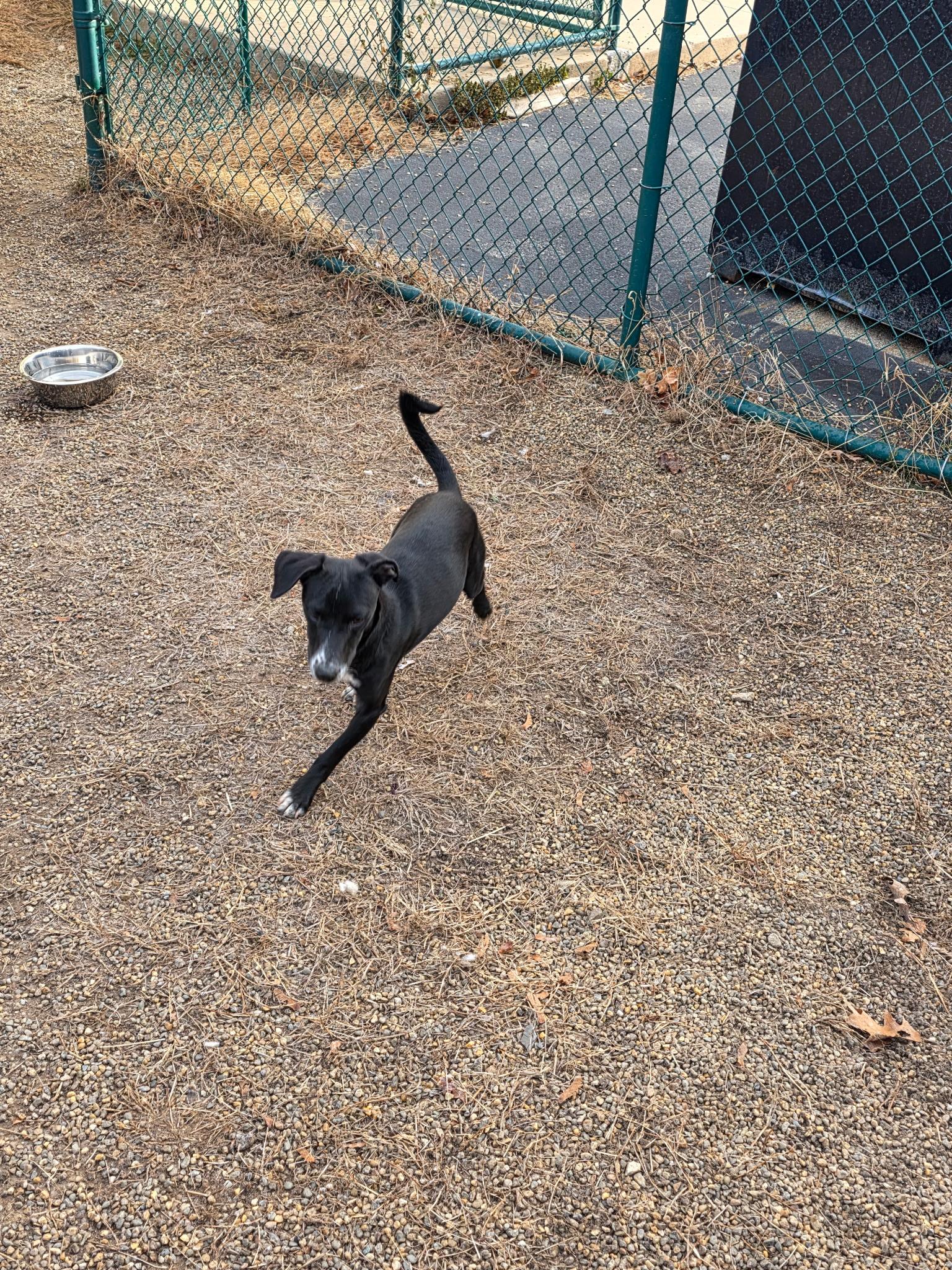 Kyle, a Adoptable mixed breed in Milford, NH image 6/6