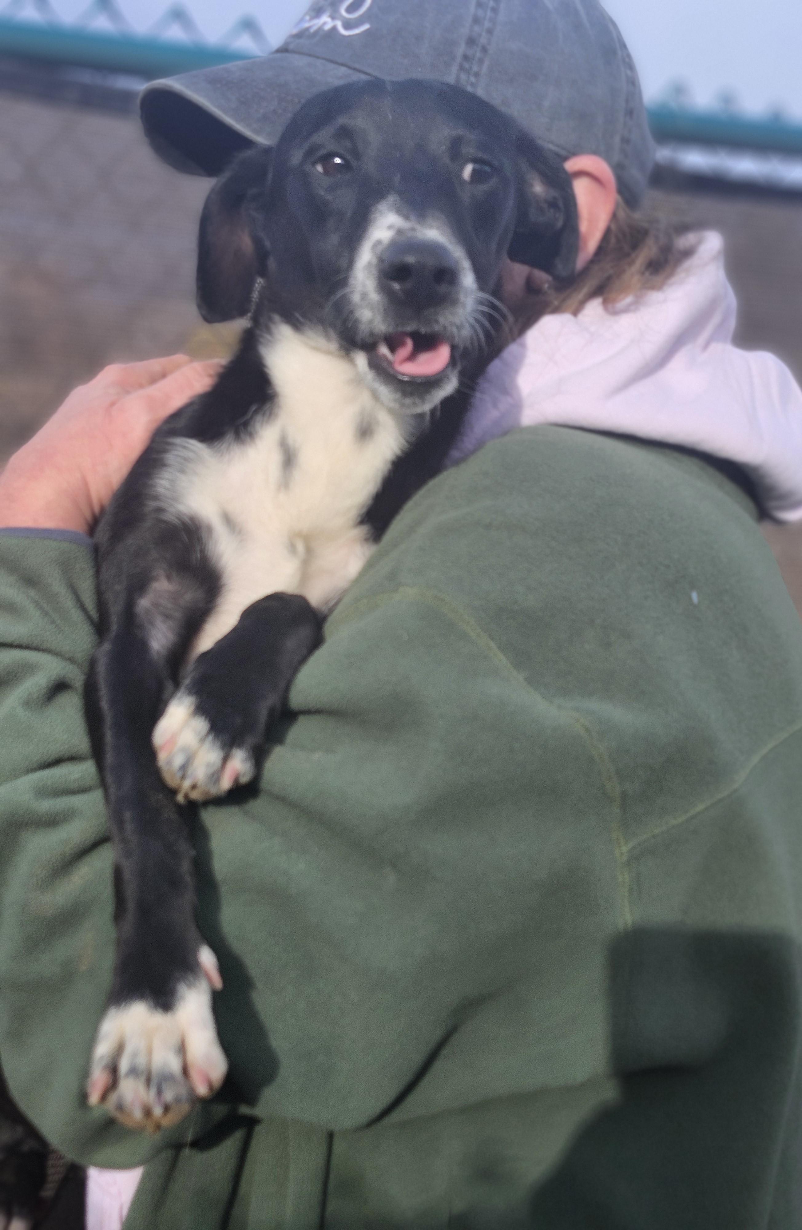 Kyle, a Adoptable mixed breed in Milford, NH image 2/6