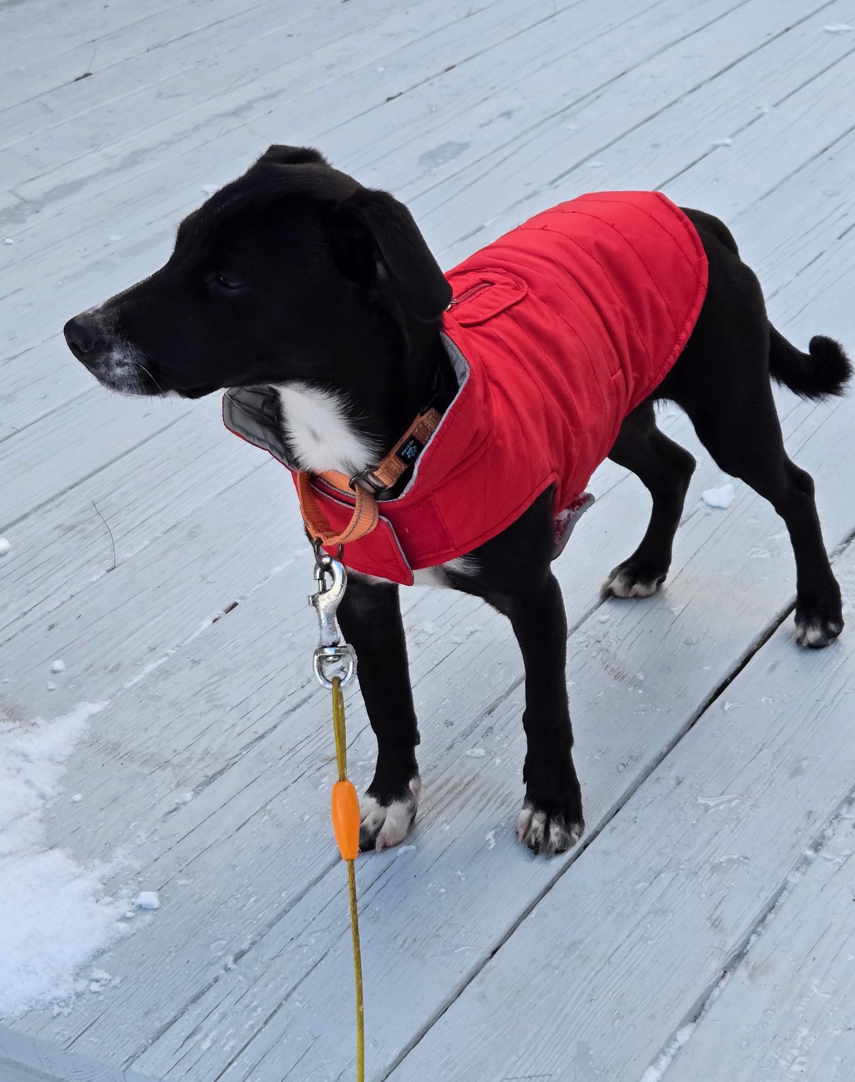 Kyle, Adoptable, Young Male Terrier.