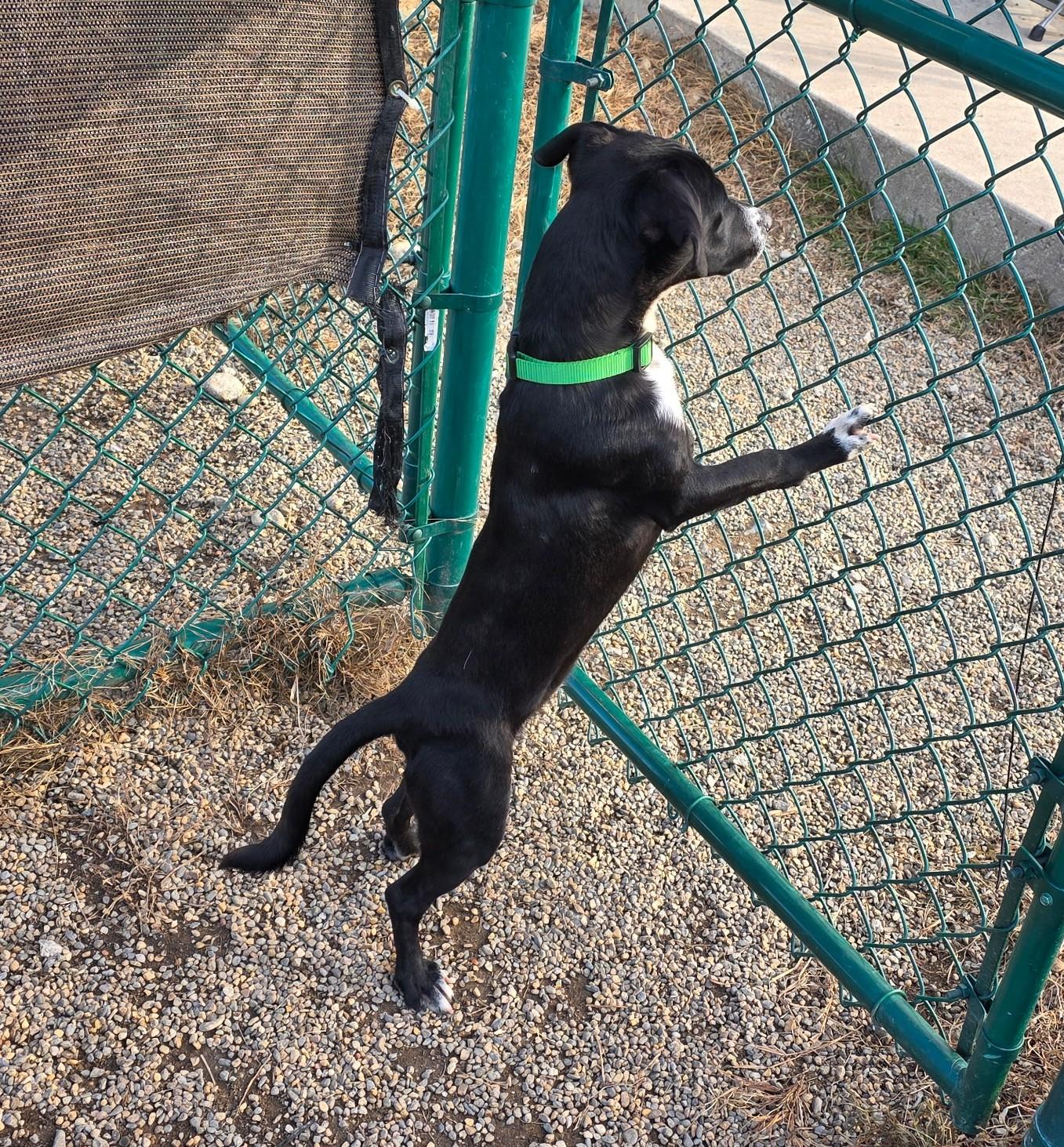 Kyle, a Adoptable mixed breed in Milford, NH image 3/6