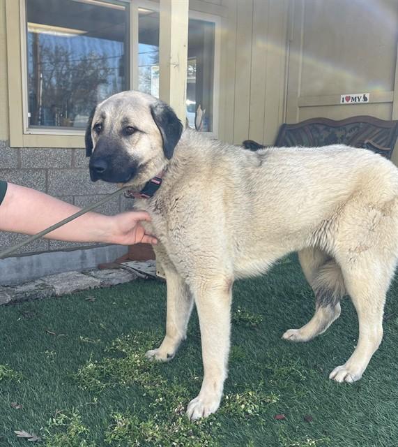 Enlarge Banana, a ADOPTABLE Anatolian Shepherd in Phoenix, OR image 5/5