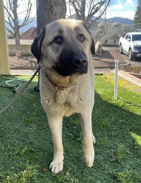 Enlarge Banana, a ADOPTABLE Anatolian Shepherd in Phoenix, OR image 2/5