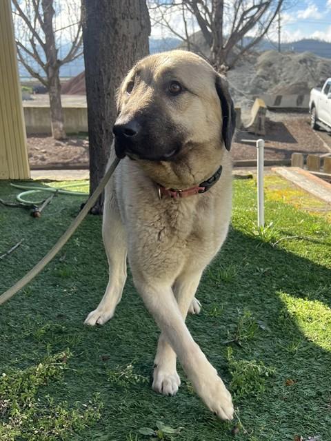 Enlarge Banana, a ADOPTABLE Anatolian Shepherd in Phoenix, OR image 4/5
