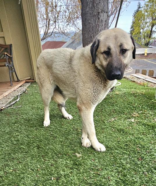 Enlarge Banana, a ADOPTABLE Anatolian Shepherd in Phoenix, OR image 3/5