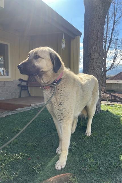 Banana, ADOPTABLE, Young Female Anatolian Shepherd.