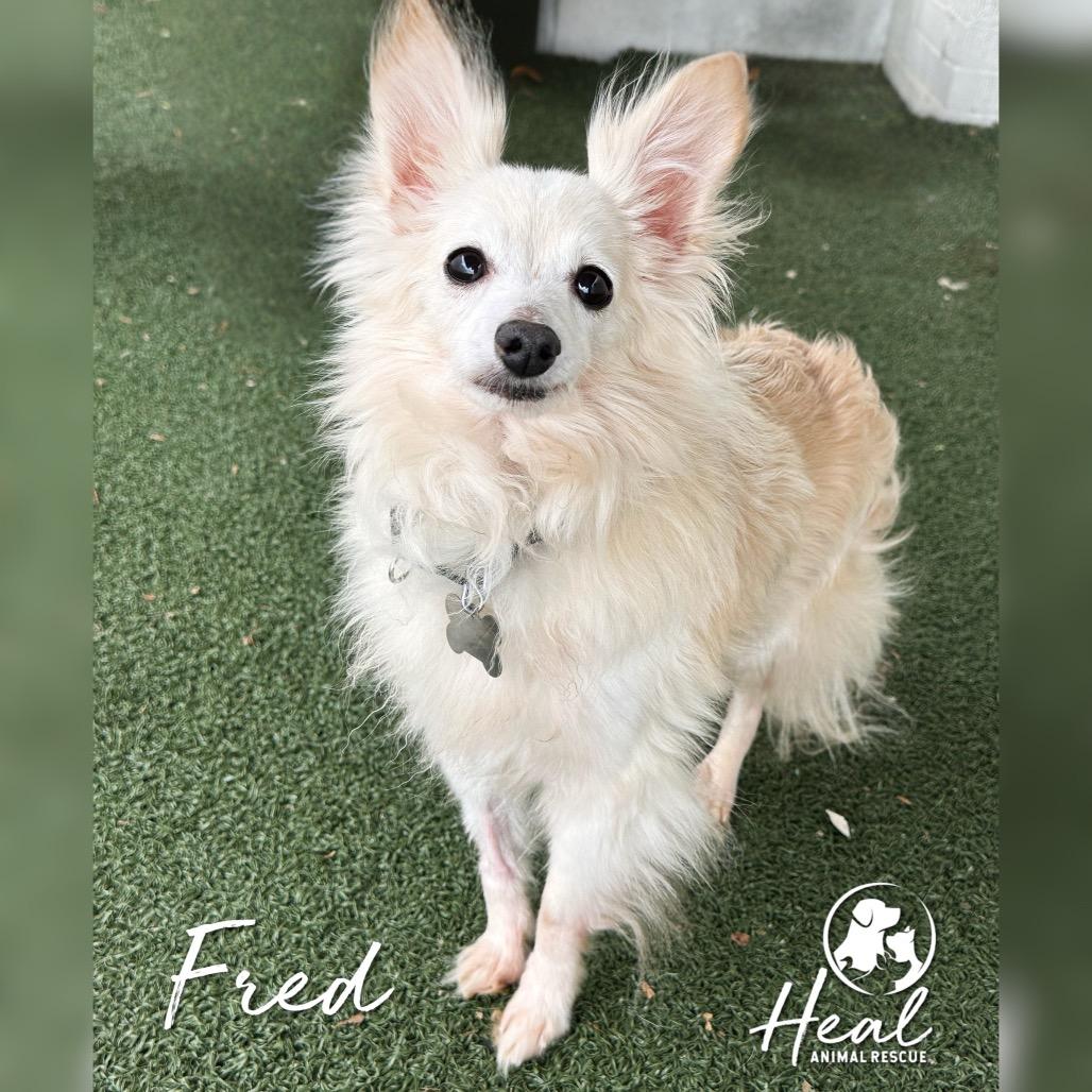 Enlarge Fred, a Adoptable mixed breed in Youngwood, PA image 1/4