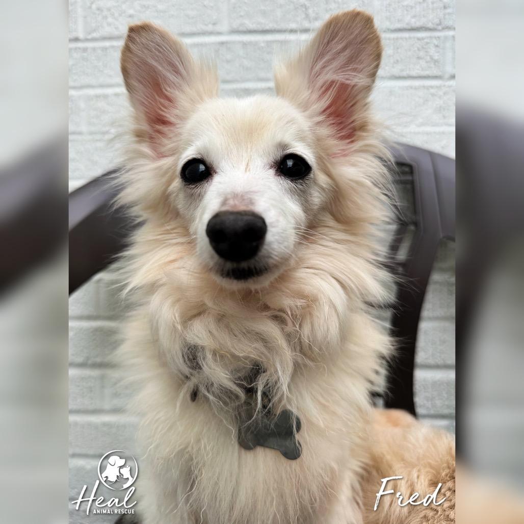 Enlarge Fred, a Adoptable mixed breed in Youngwood, PA image 2/4