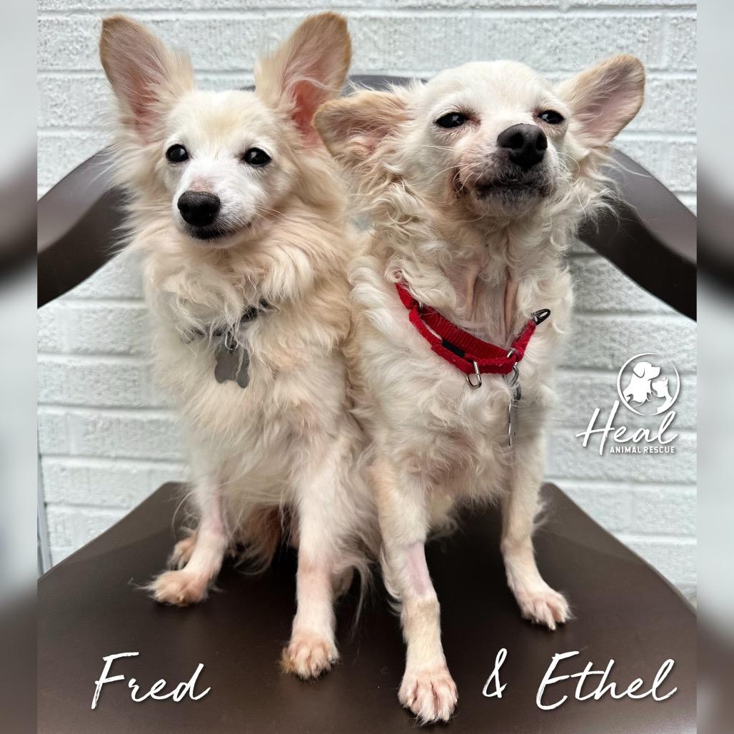 Enlarge Fred, a Adoptable mixed breed in Youngwood, PA image 3/4