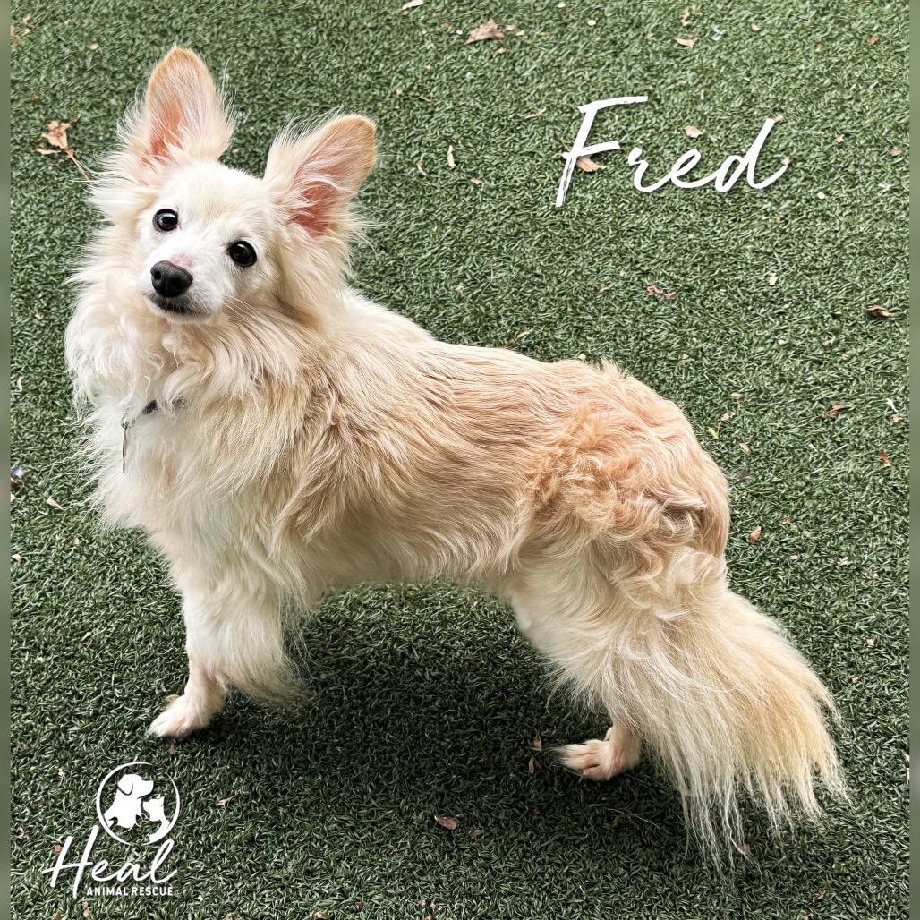 Enlarge Fred, a Adoptable mixed breed in Youngwood, PA image 4/4
