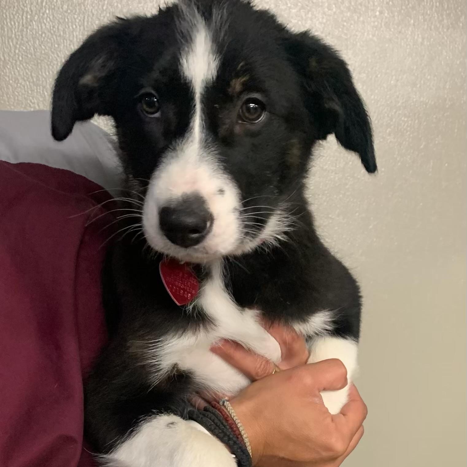 Skylar, Baby Female unknown
