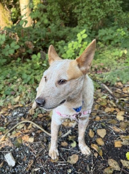 Gnarles Barkley, Adoptable, Adult Male Cattle Dog & Mixed Breed.