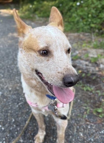 Enlarge Gnarles Barkley, a Adoptable mixed breed in Burlington, WA image 2/3
