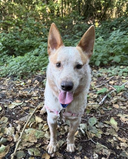Enlarge Gnarles Barkley, a Adoptable mixed breed in Burlington, WA image 3/3