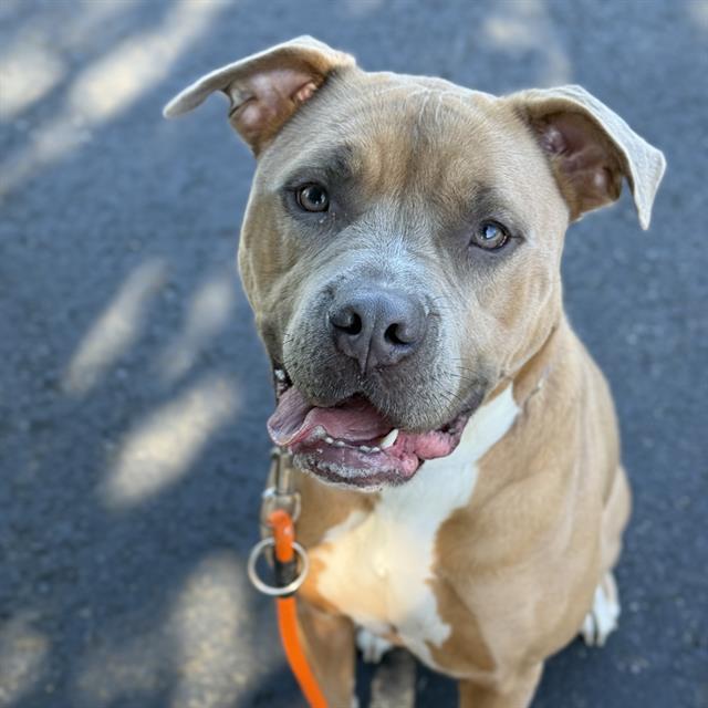 MATCHA, Adoptable, Young Female Pit Bull Terrier.