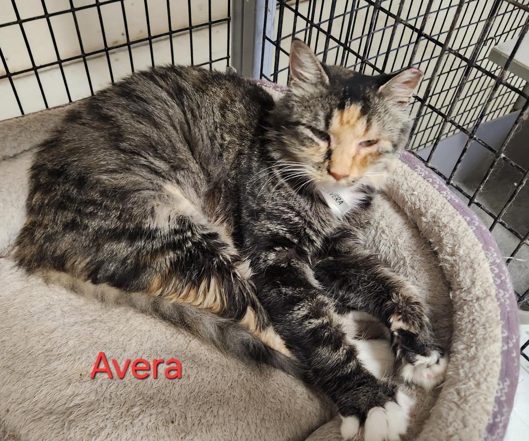 Avera thumbnail 2