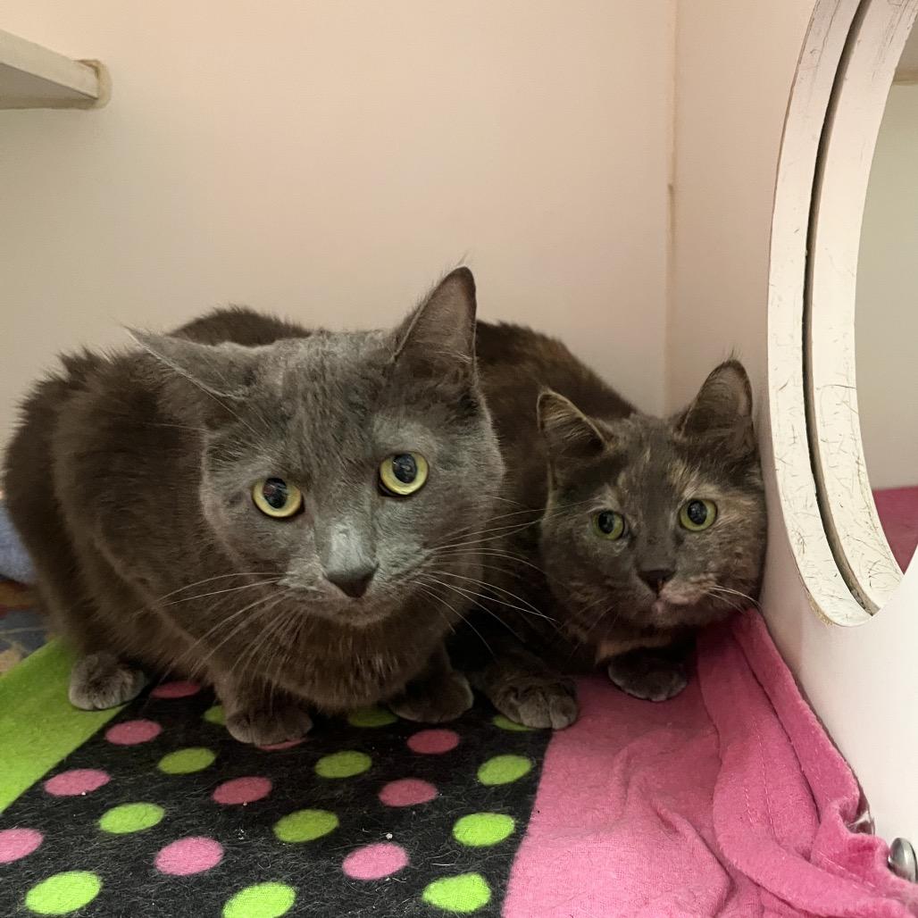 Lilac (& Lily), Adoptable, Adult Female Domestic Short Hair.