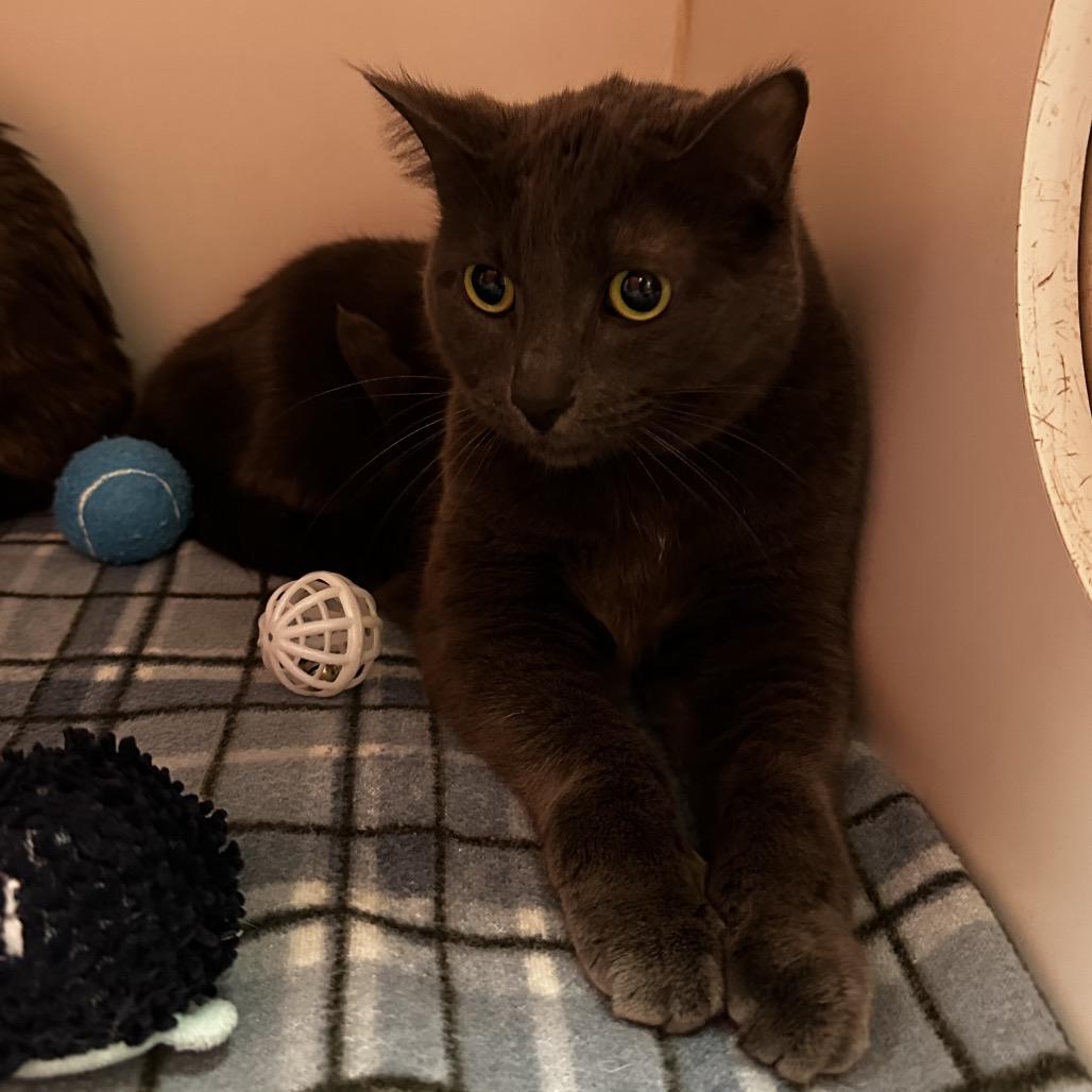 Lilac (& Lily), a Adoptable Domestic Short Hair in Hinsdale, IL image 2/4