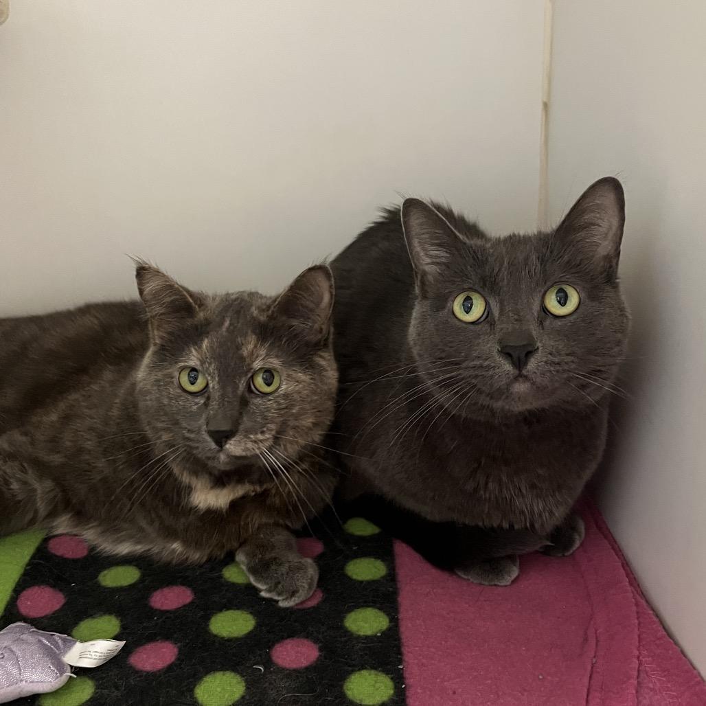 Lilac (& Lily), a Adoptable Domestic Short Hair in Hinsdale, IL image 3/4