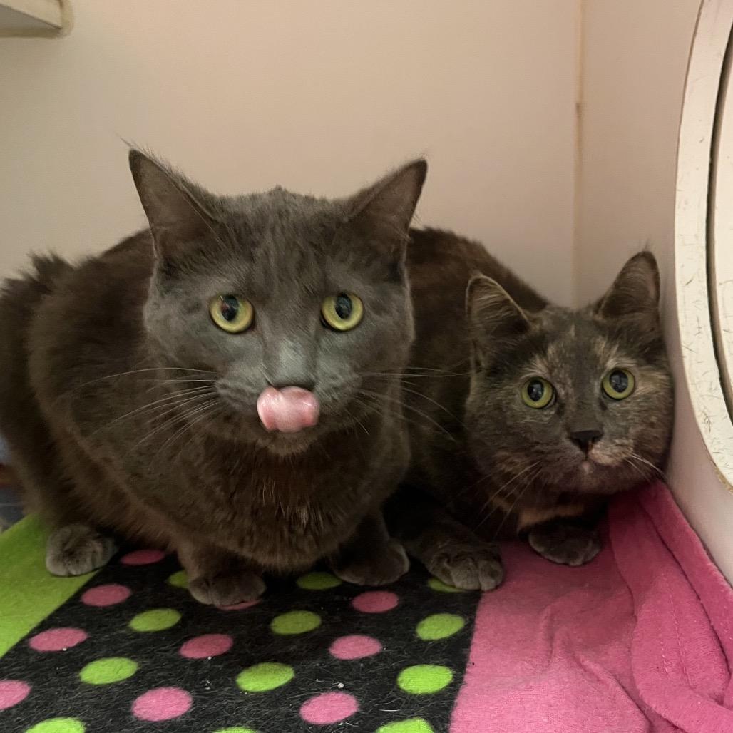 Lilac (& Lily), a Adoptable Domestic Short Hair in Hinsdale, IL image 4/4