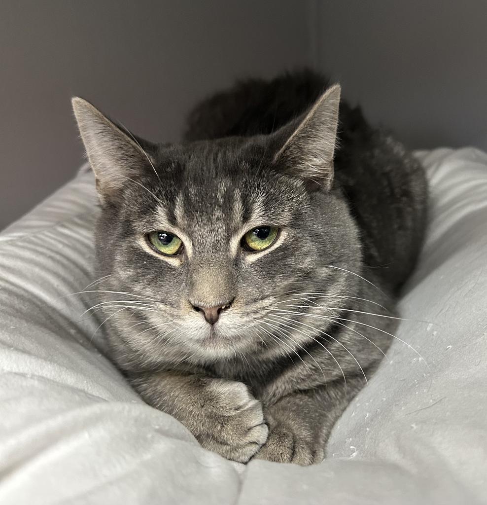 Willie, Adoptable, Adult Male Domestic Short Hair.