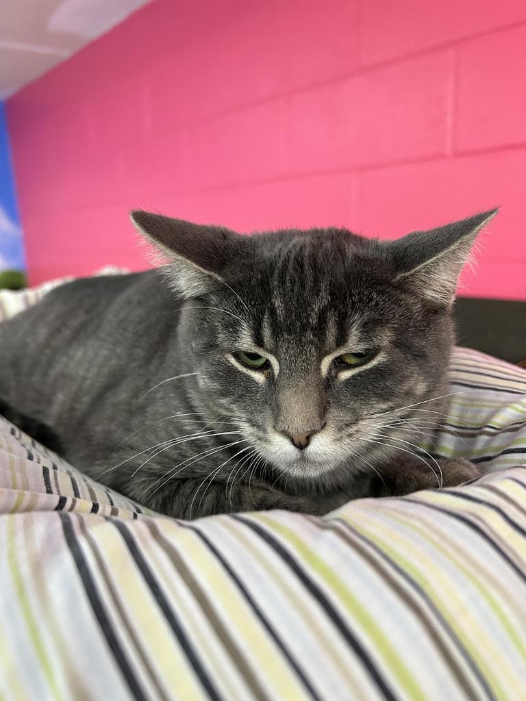 Willie, Adoptable, Adult Male Domestic Short Hair.