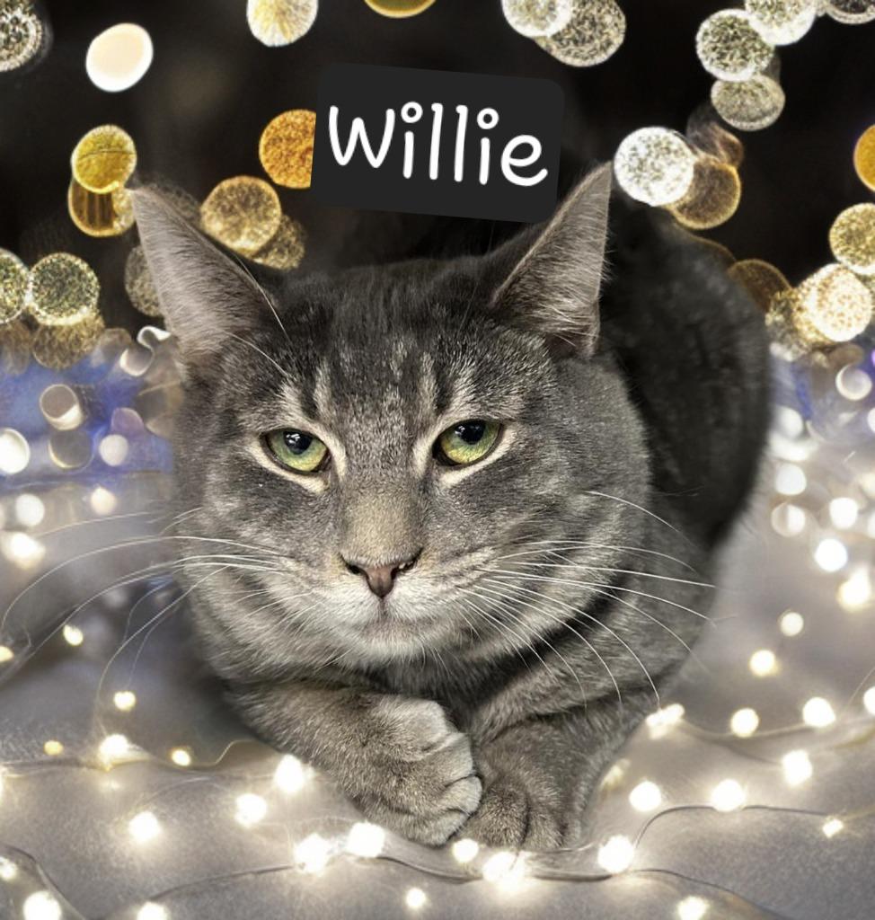 Enlarge Willie, a Adoptable mixed breed in Jim Thorpe, PA image 3/4