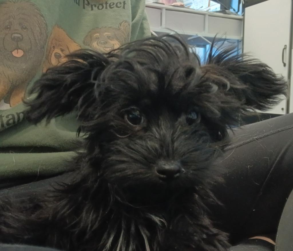 Willow, Adopted, Puppy Female Yorkshire Terrier & Poodle.
