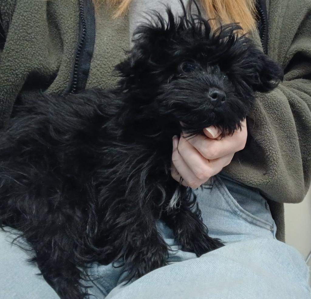 Willow, a Adopted mixed breed in Ladysmith, WI image 2/2