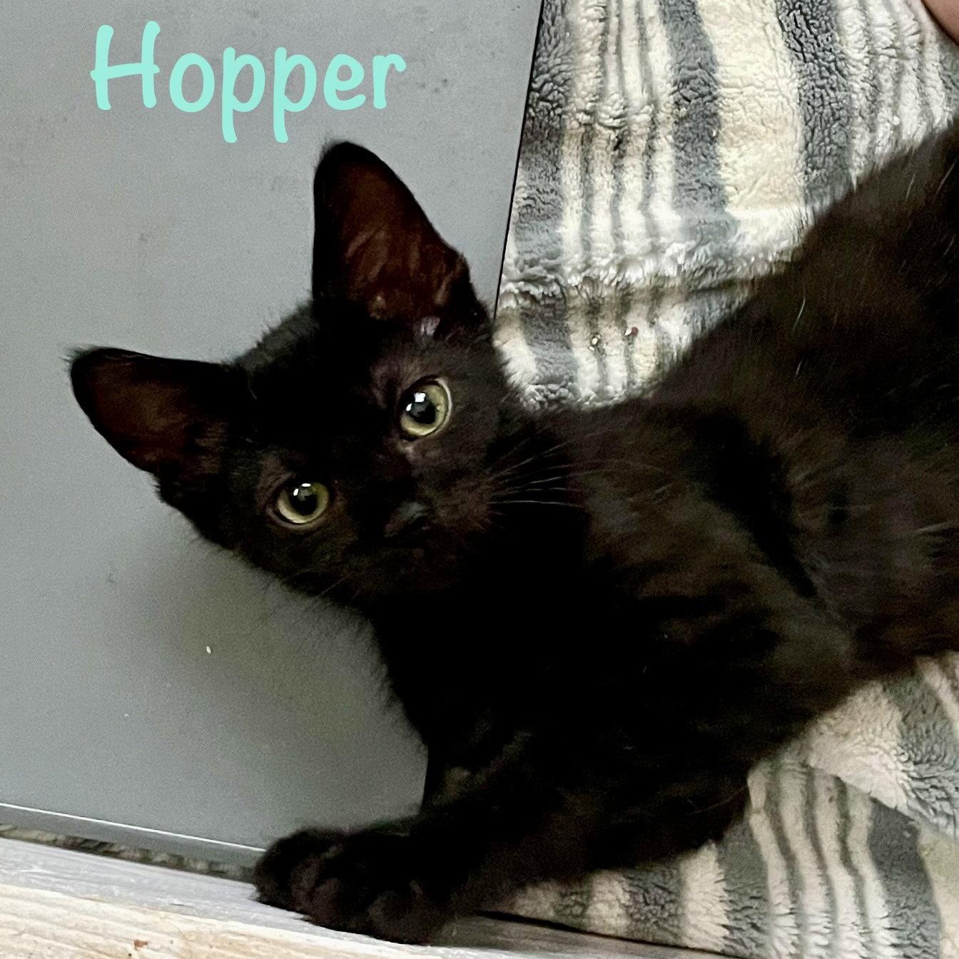 Hopper, a Adoptable Domestic Short Hair in Reston, VA image 3/3
