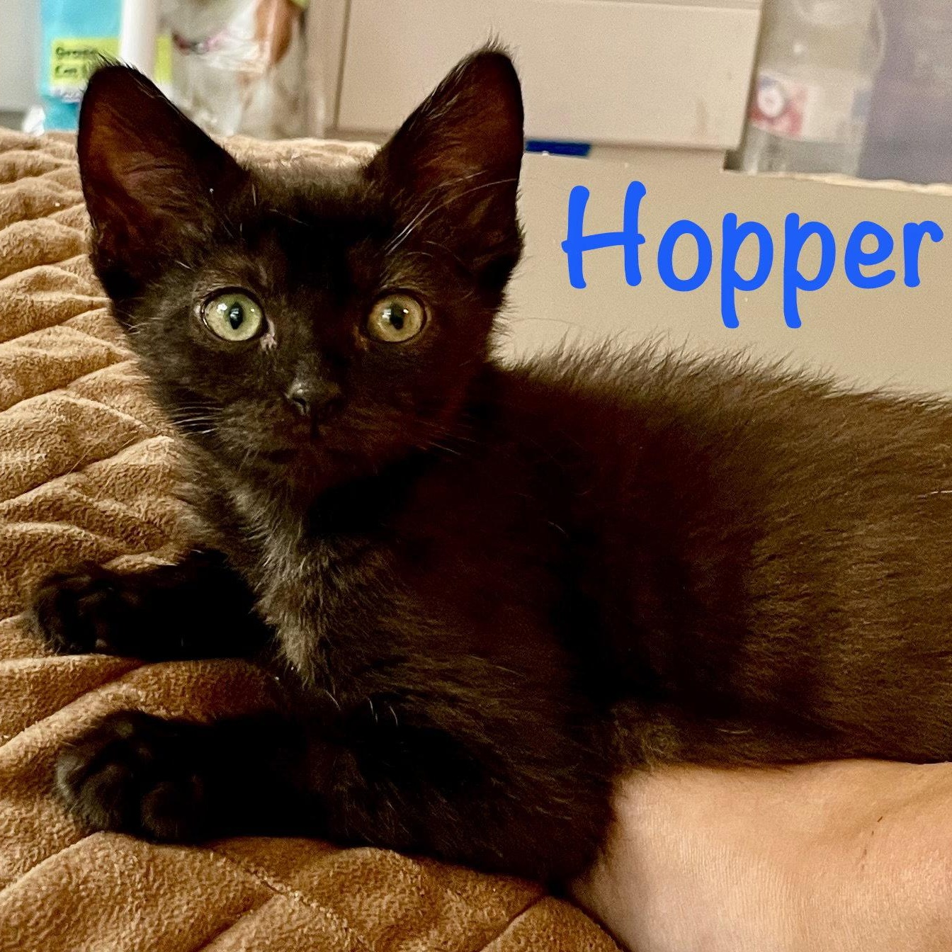 Hopper, Adoptable, Kitten Male Domestic Short Hair.