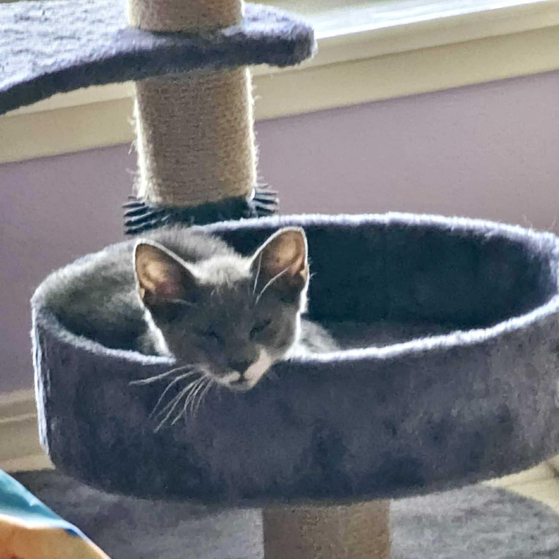 Sriracha thumbnail 4