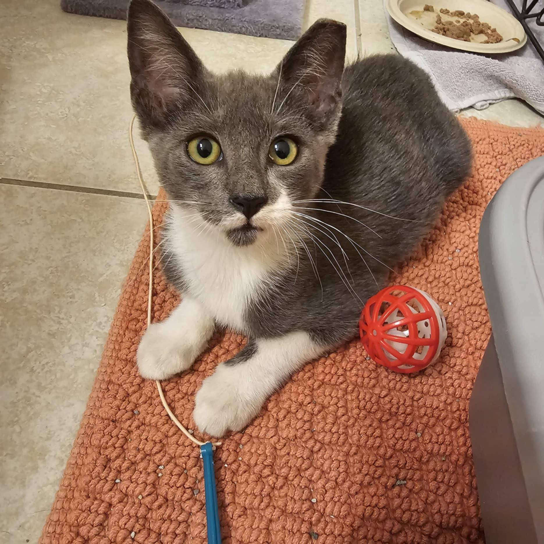 Sriracha thumbnail 5