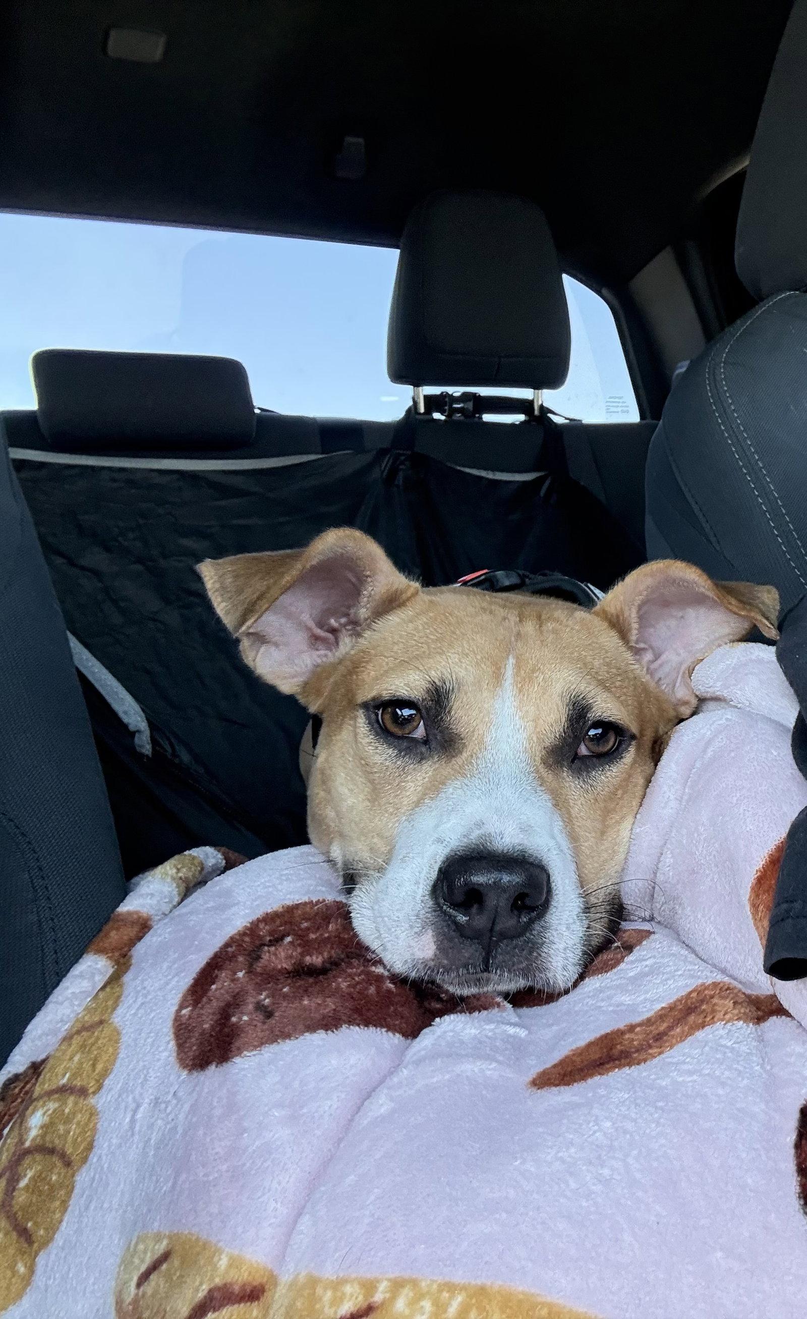 Enlarge Nova, a Adoptable Mixed Breed in Polson, MT image 1/3
