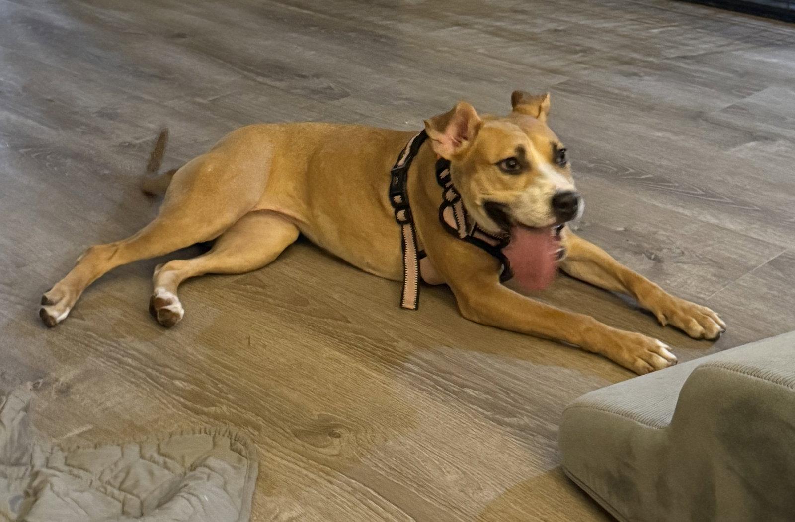 Enlarge Nova, a Adoptable Mixed Breed in Polson, MT image 2/3