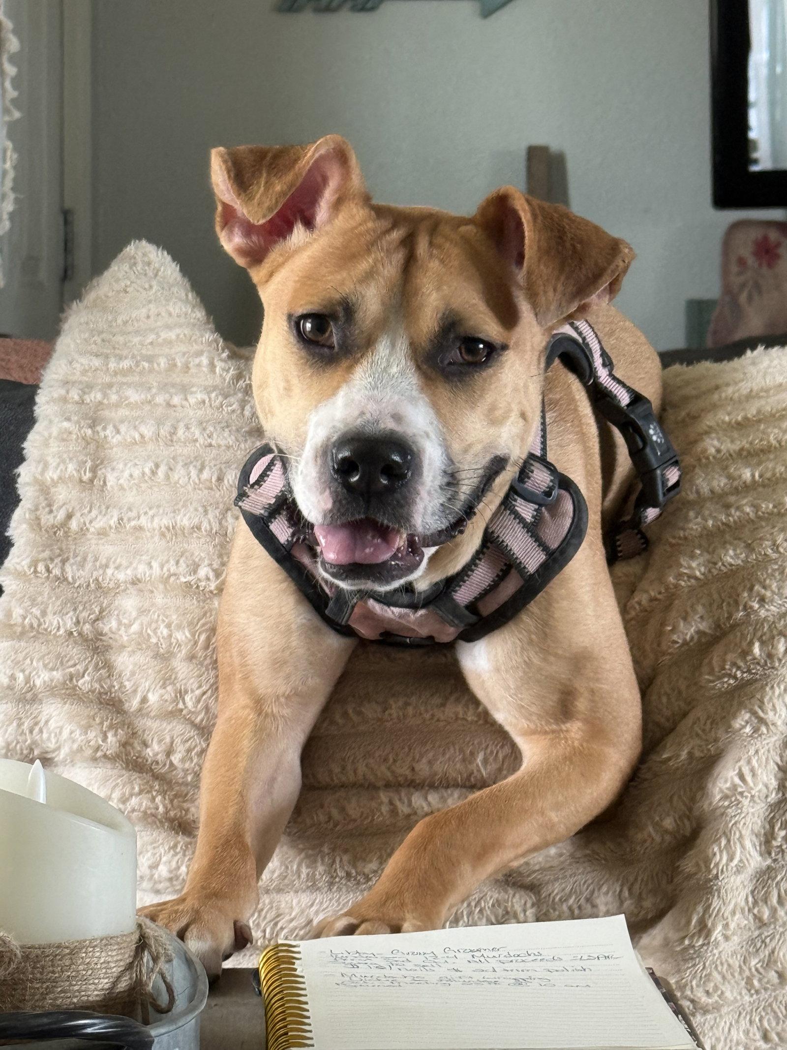 Enlarge Nova, a Adoptable Mixed Breed in Polson, MT image 3/3