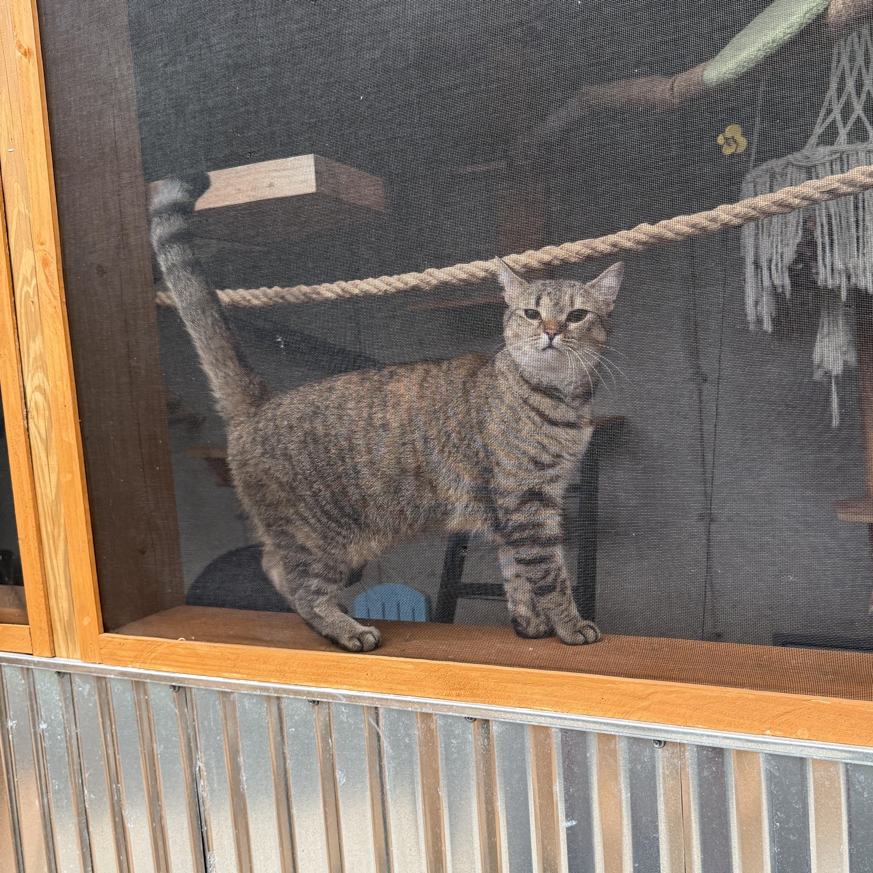 Enlarge Luna, a Adoptable American Shorthair in Schenectady, NY image 6/6