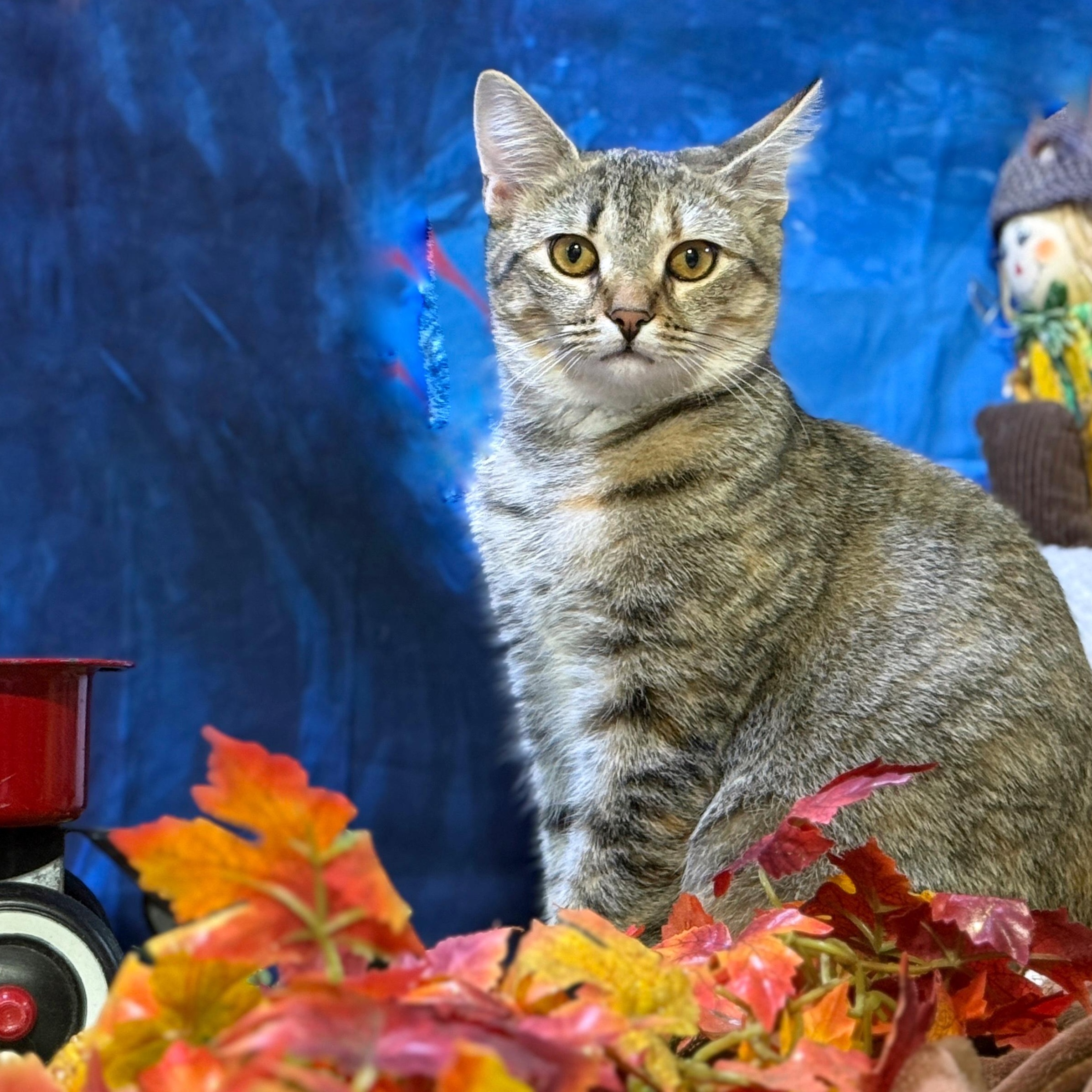 Enlarge Luna, a Adoptable American Shorthair in Schenectady, NY image 1/5
