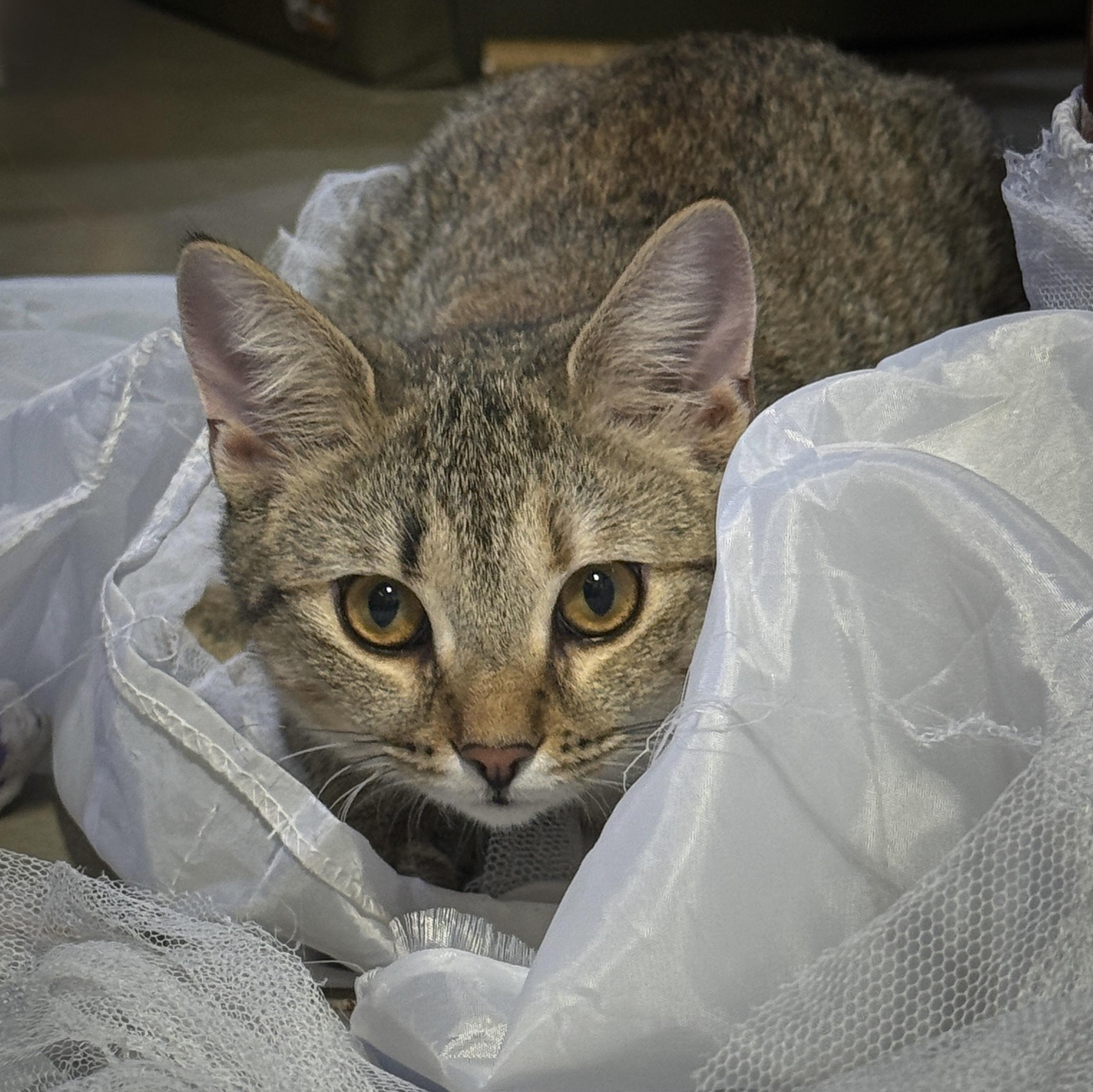 Enlarge Luna, a Adoptable American Shorthair in Schenectady, NY image 3/5