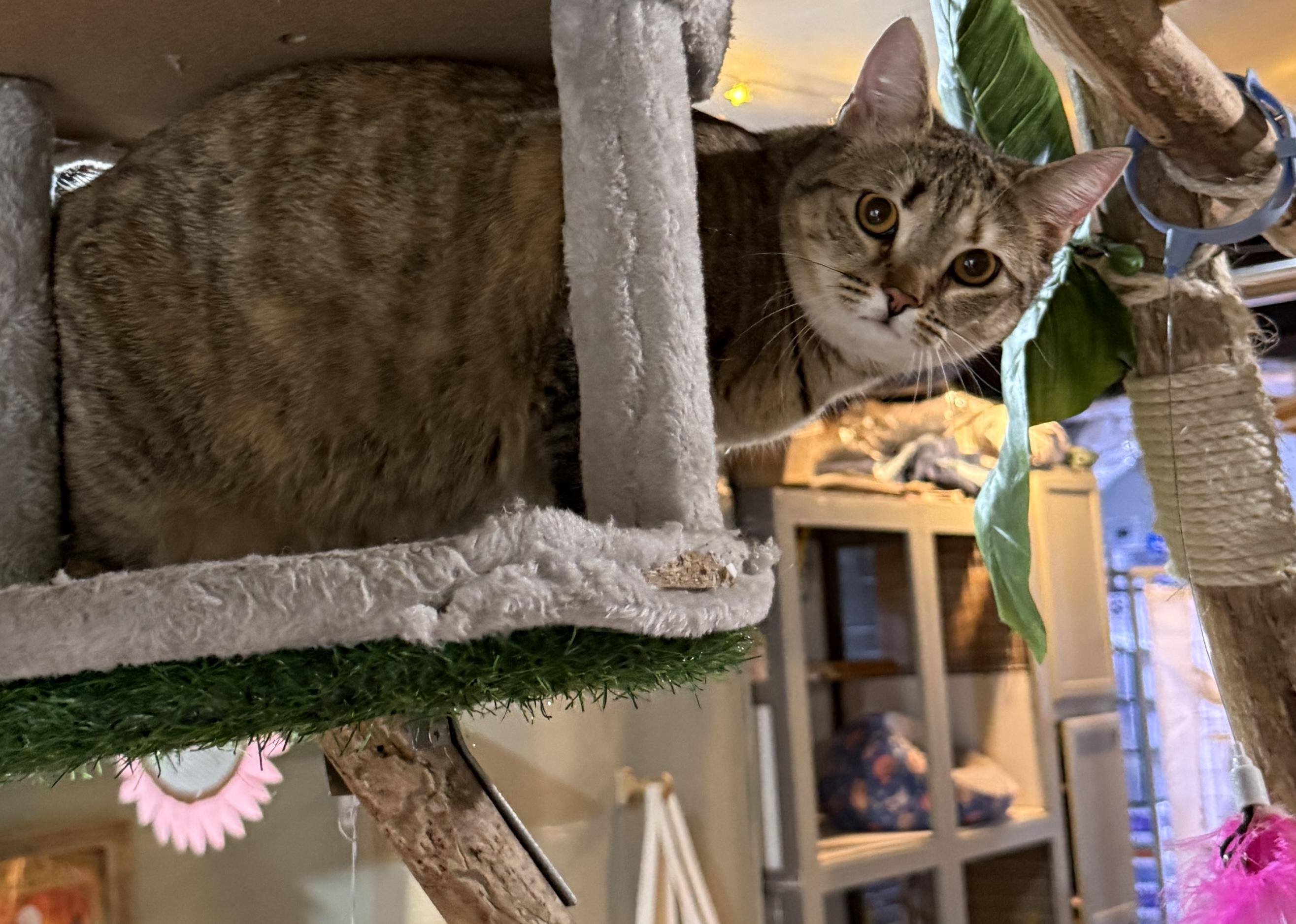 Enlarge Luna, a Adoptable American Shorthair in Schenectady, NY image 4/4