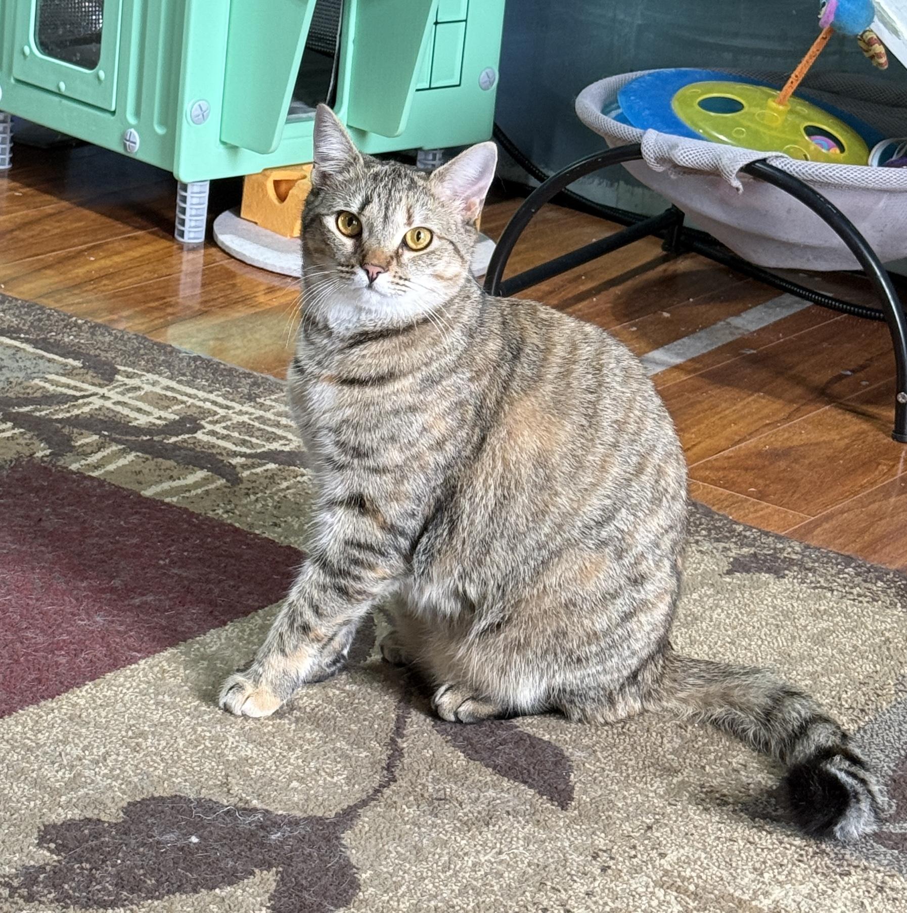 Enlarge Luna, a Adoptable American Shorthair in Schenectady, NY image 3/4