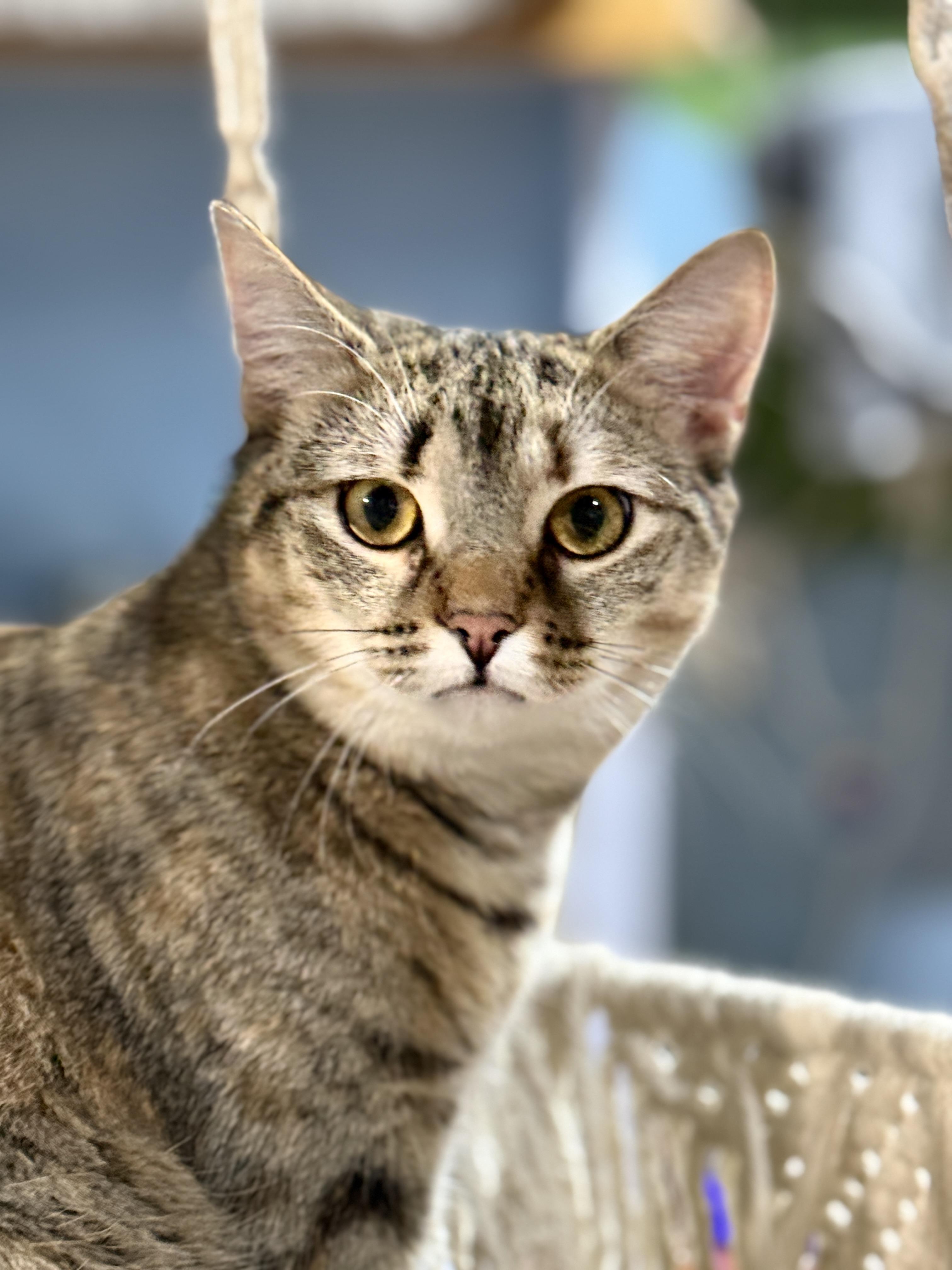 Luna, Adoptable, Young Female American Shorthair.
