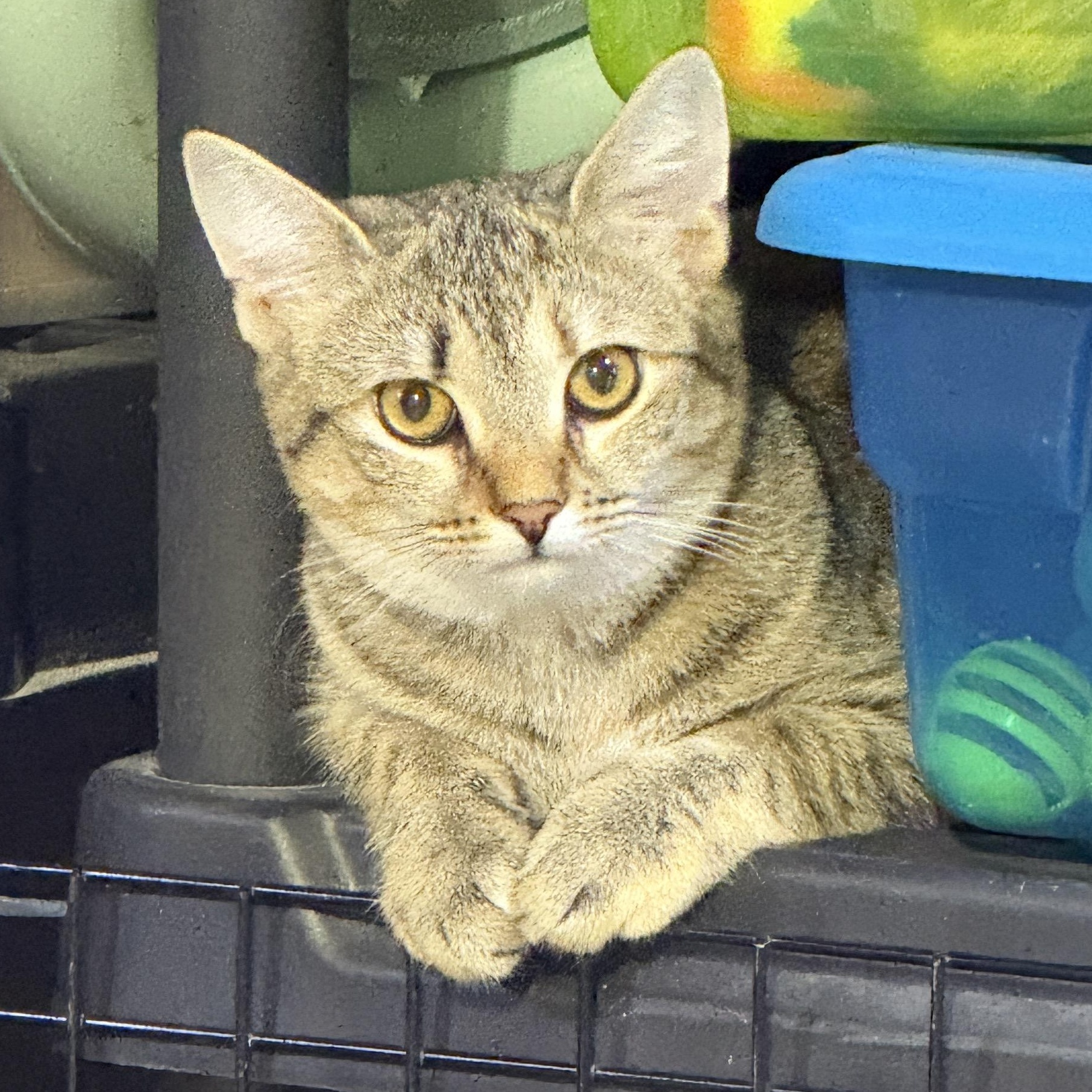 Enlarge Luna, a Adoptable American Shorthair in Schenectady, NY image 4/5