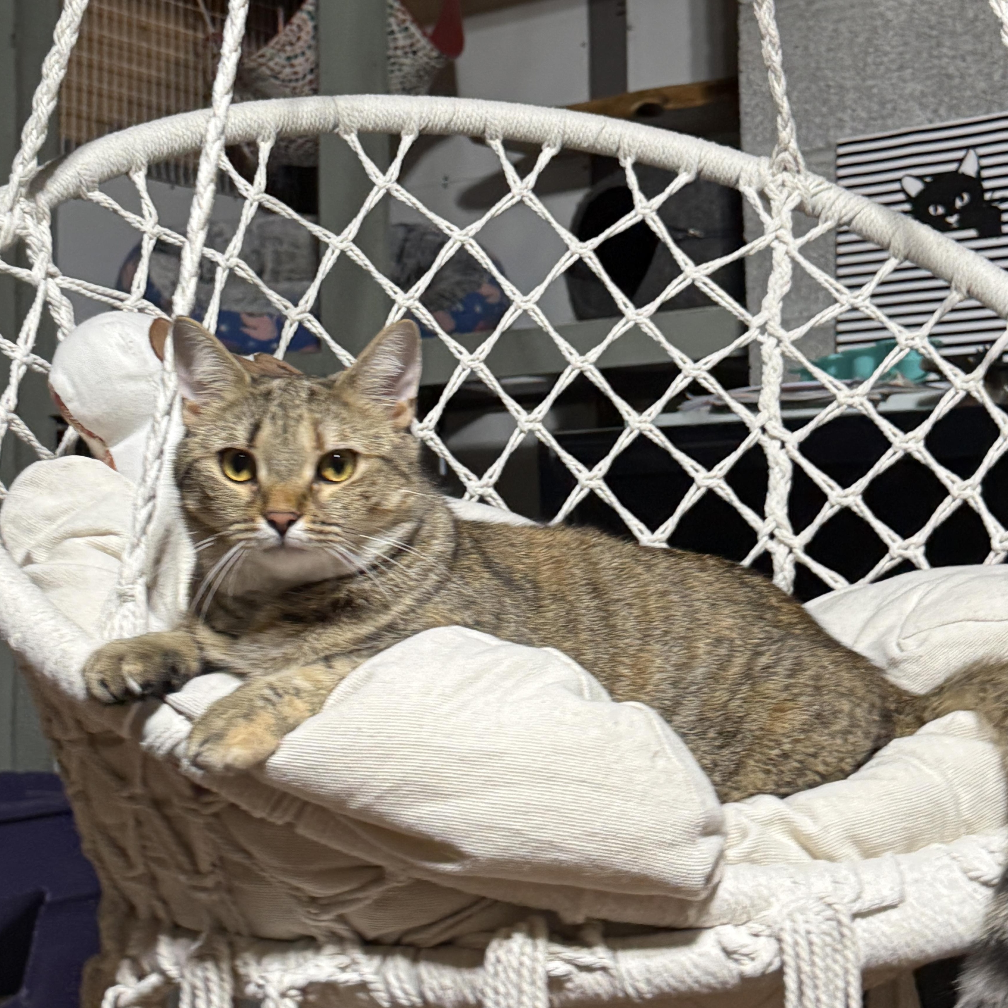 Luna, Adoptable, Adult Female American Shorthair.