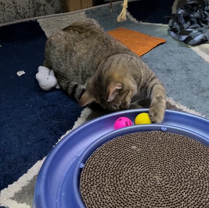 Enlarge Luna, a Adoptable American Shorthair in Schenectady, NY video 5/5